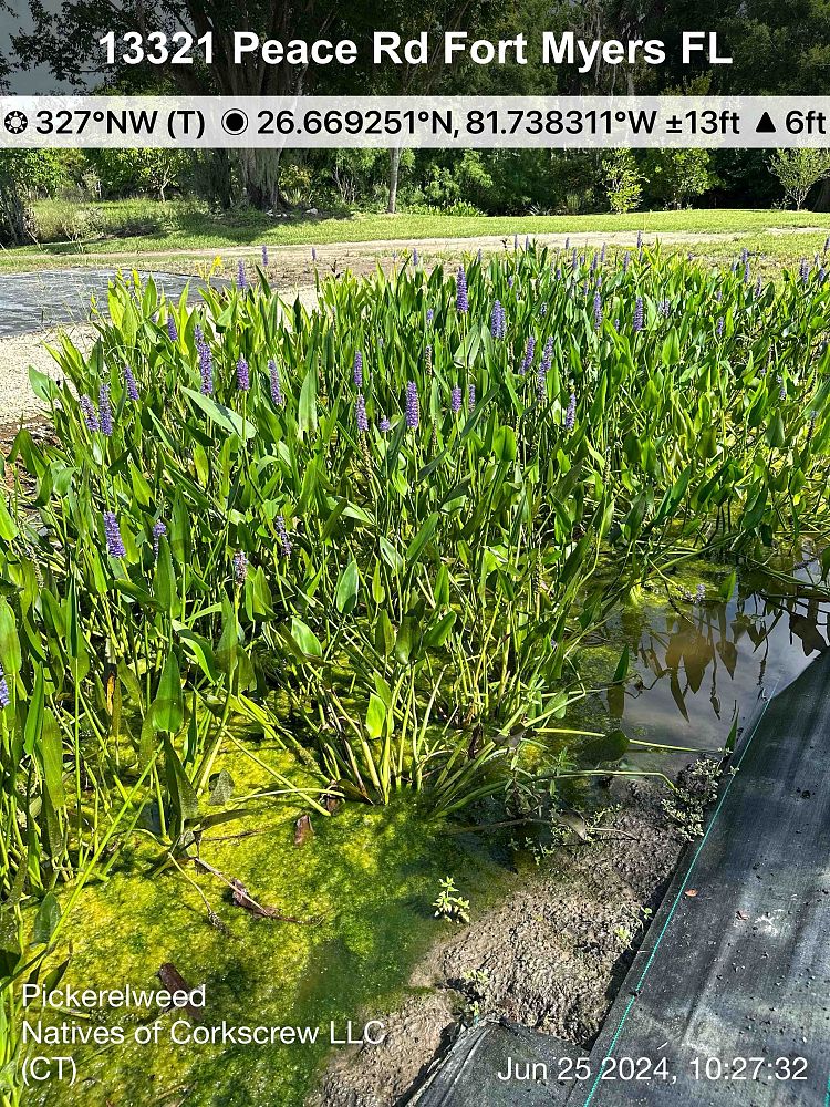pontederia-cordata-pickerel-weed