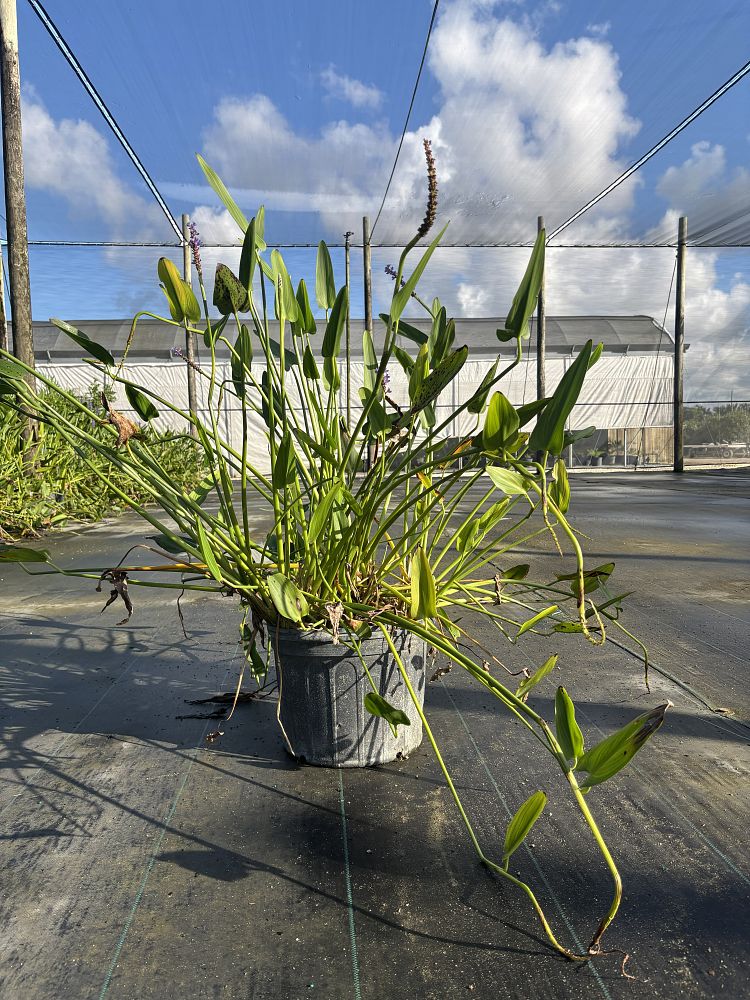 pontederia-cordata-pickerel-weed