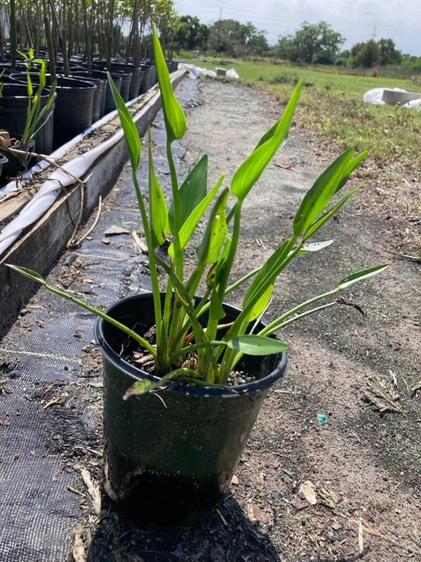 pontederia-pickerelweed