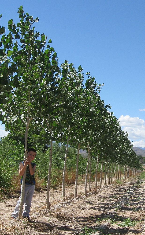 populus-deltoides-monilifera-plains-cottonwood