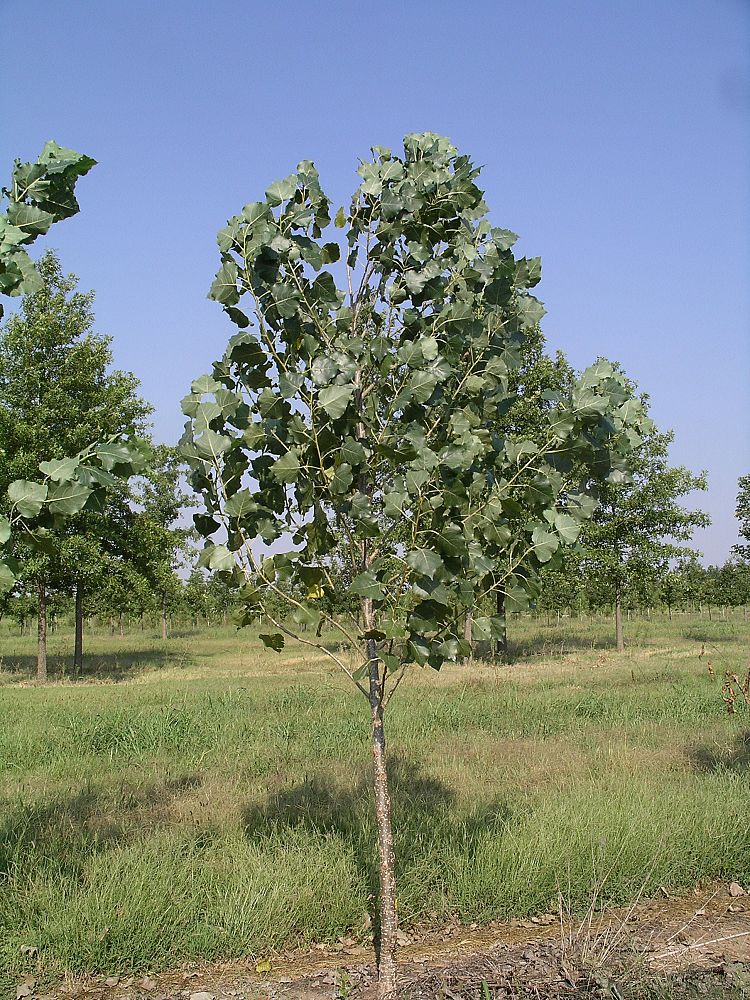 populus-deltoides-siouxland-eastern-cottonwood-cottonless-poplar