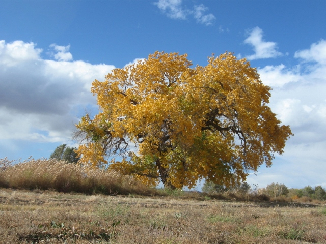 populus-deltoides-wislizeni-rio-grande-cottonwood