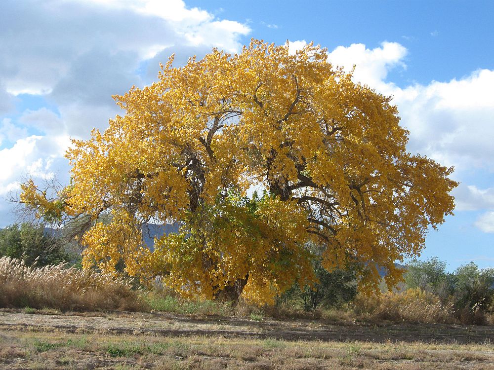 populus-deltoides-wislizeni-rio-grande-cottonwood