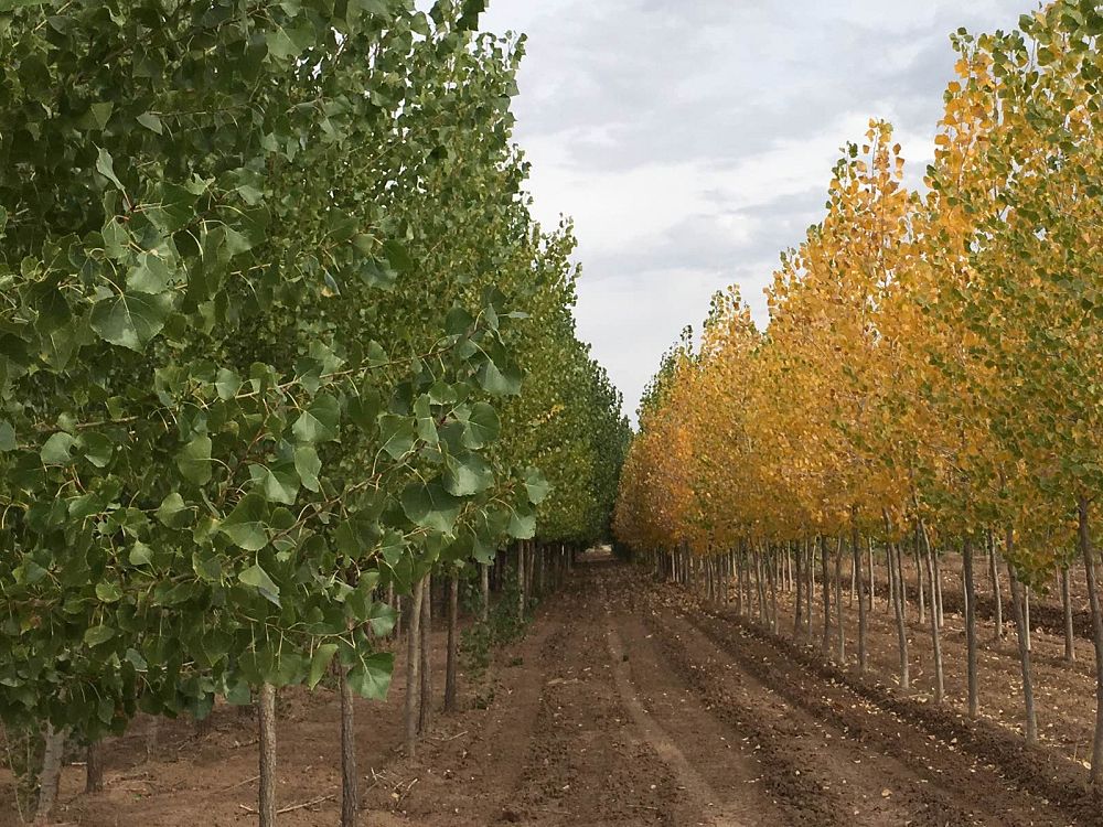 populus-deltoides-wislizeni-rio-grande-cottonwood