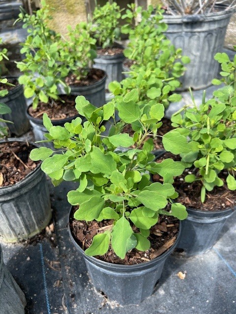 porophyllum-ruderale-macrocephalum-papaloquelite-papalo