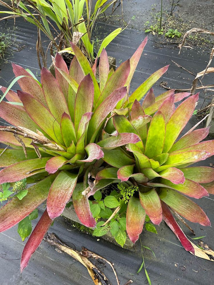 portea-bromeliad