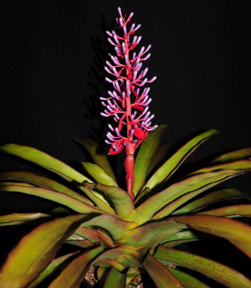 portea-candy-bromeliad