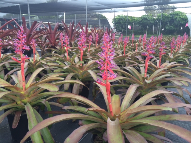 portea-candy-bromeliad