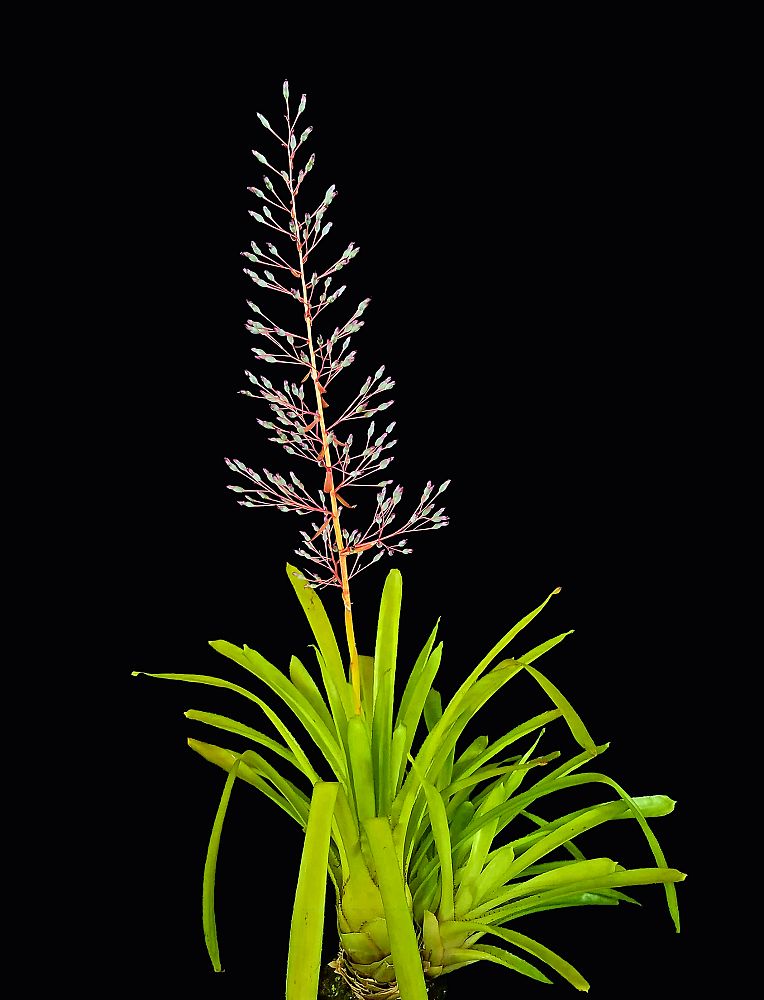 portea-petropolitana-jungles
