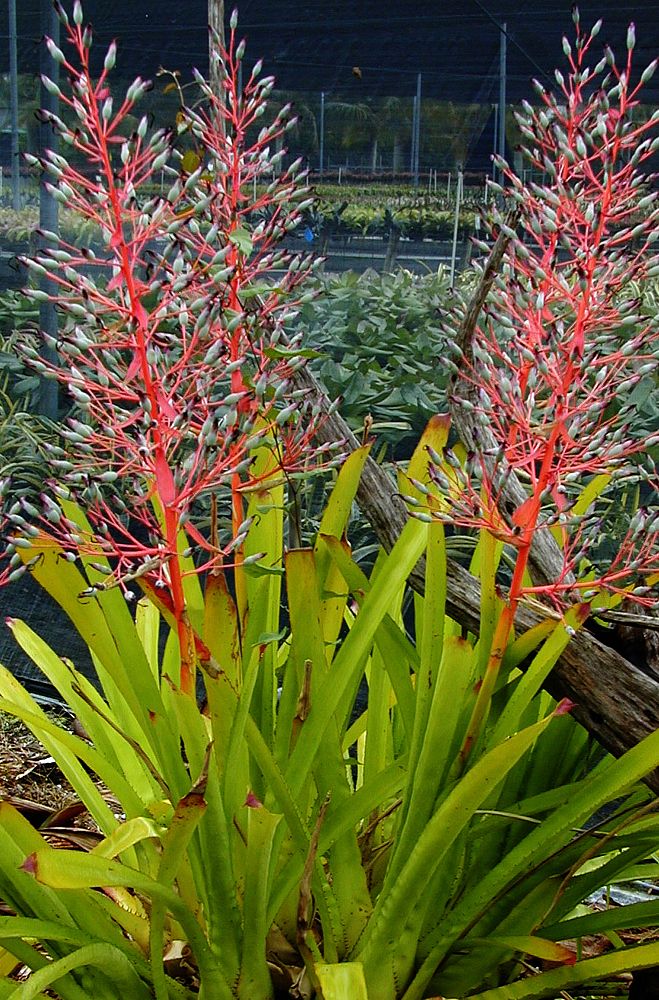 portea-petropolitana-jungles