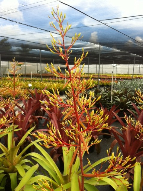 portea-tambora-bromeliad
