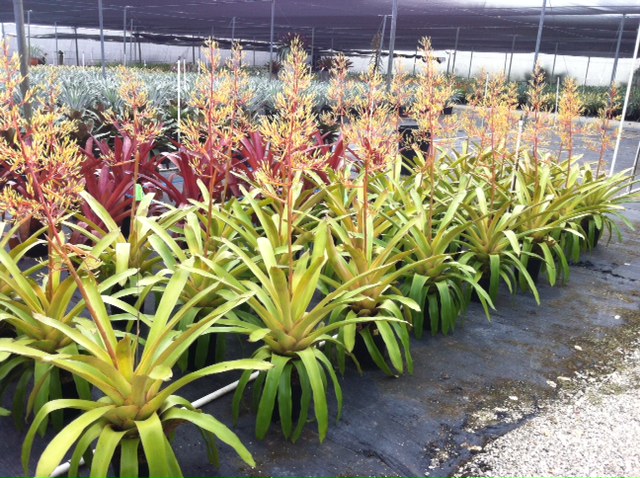 portea-tambora-bromeliad