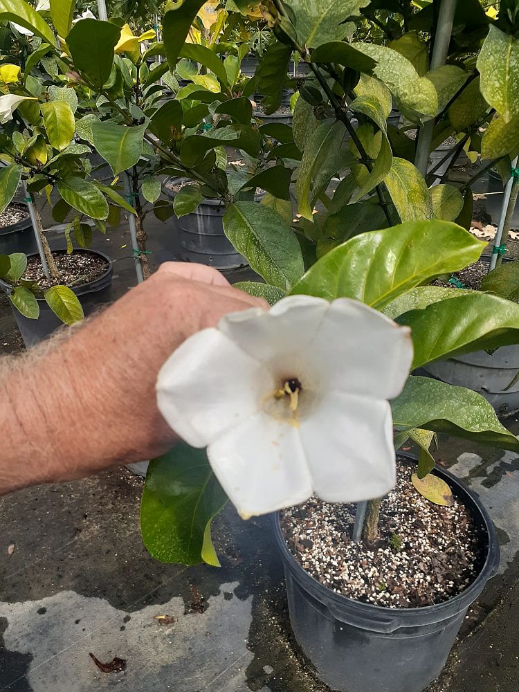 portlandia-grandiflora-bell-flower