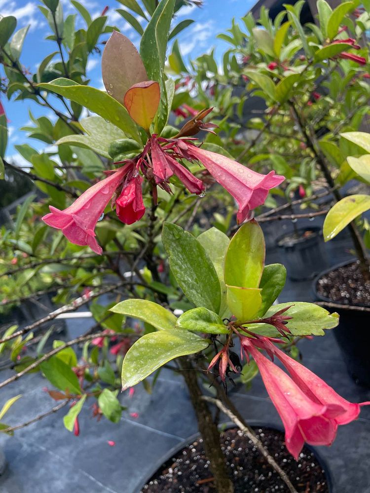 portlandia-grandiflora-bell-flower
