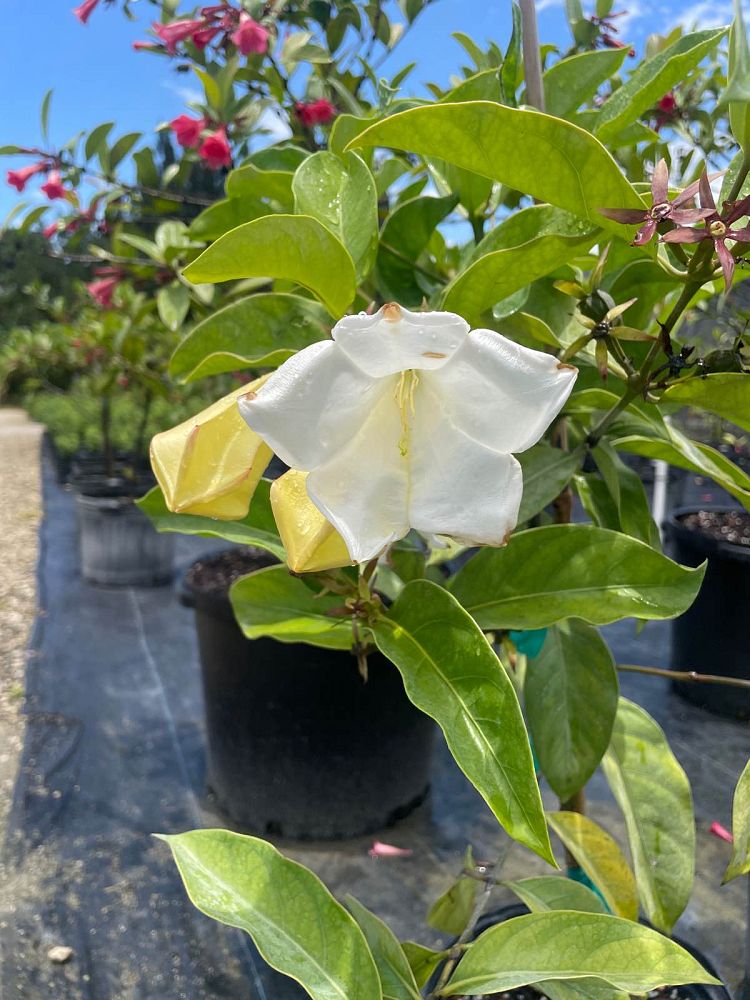 portlandia-grandiflora-bell-flower