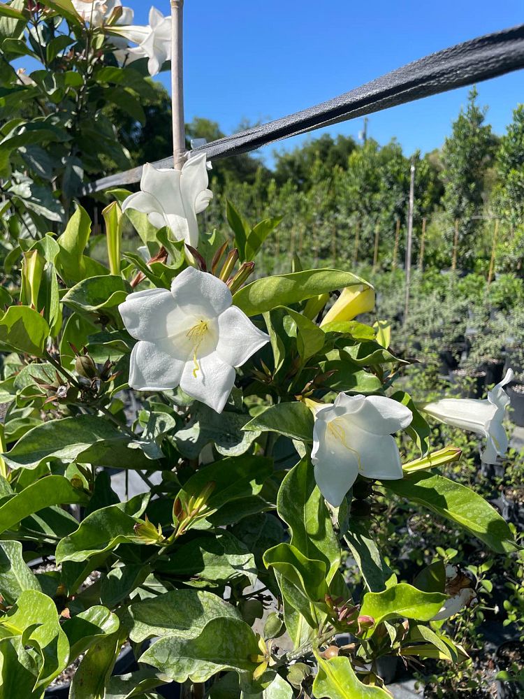 portlandia-grandiflora-bell-flower