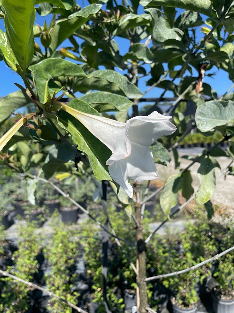 portlandia-grandiflora-bell-flower