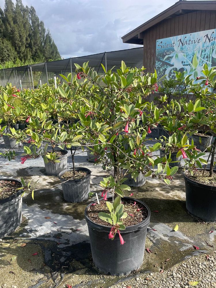 portlandia-grandiflora-bell-flower