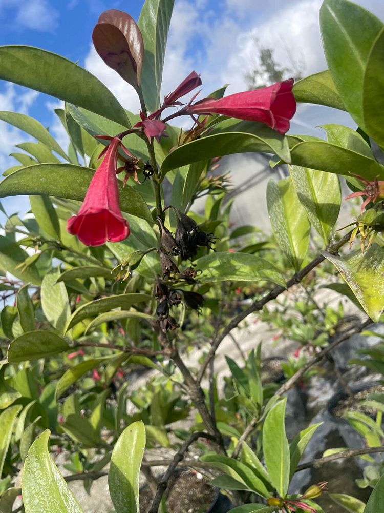 portlandia-grandiflora-bell-flower