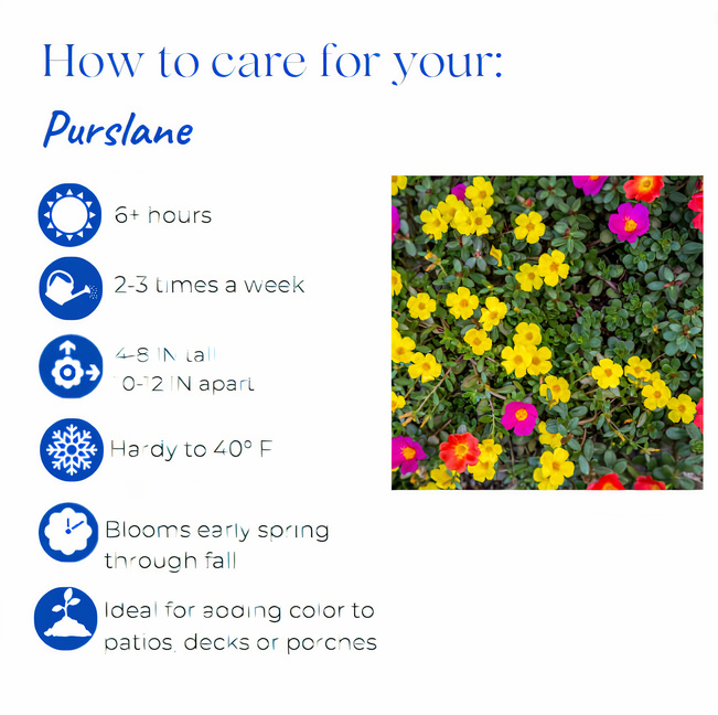 portulaca-cupcake-grape-jelly-purslane-rose-moss