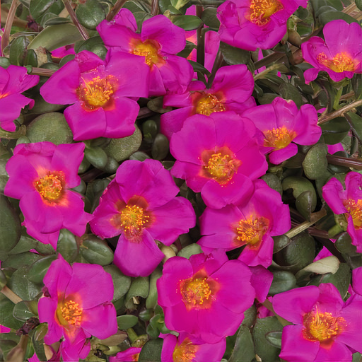 portulaca-cupcake-grape-jelly-purslane-rose-moss