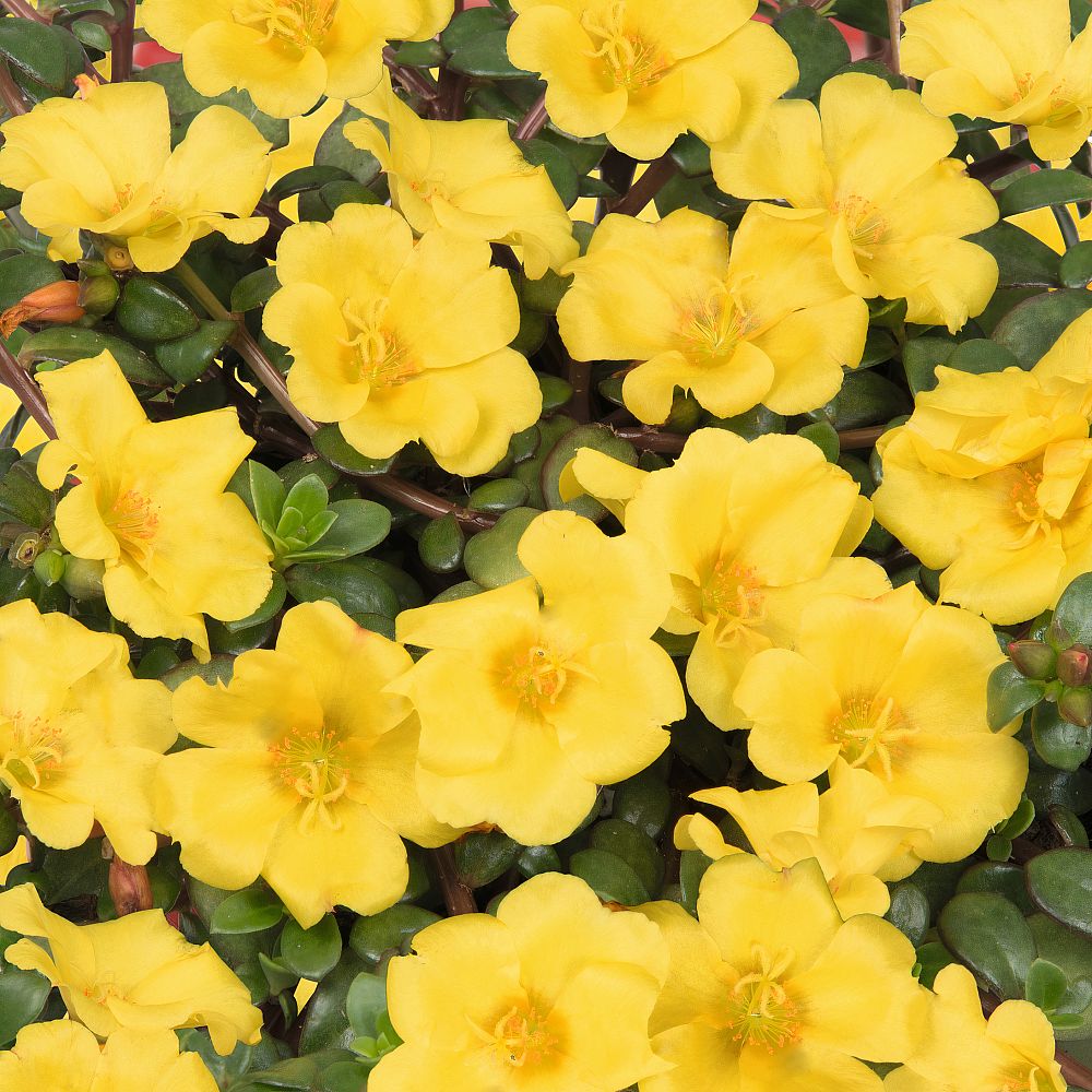 portulaca-cupcake-yellow-chrome-purslane-rose-moss