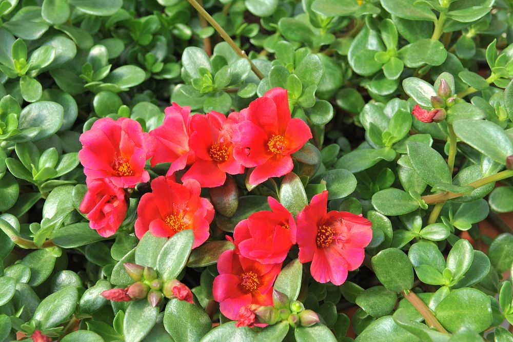 portulaca-cupcakes-cherry-baby-purslane-rose-moss