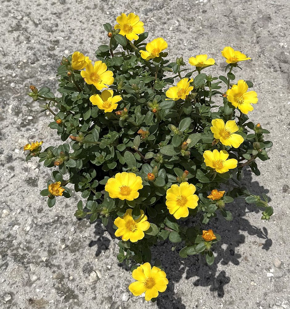 portulaca-grande-yellow-purslane-rose-moss