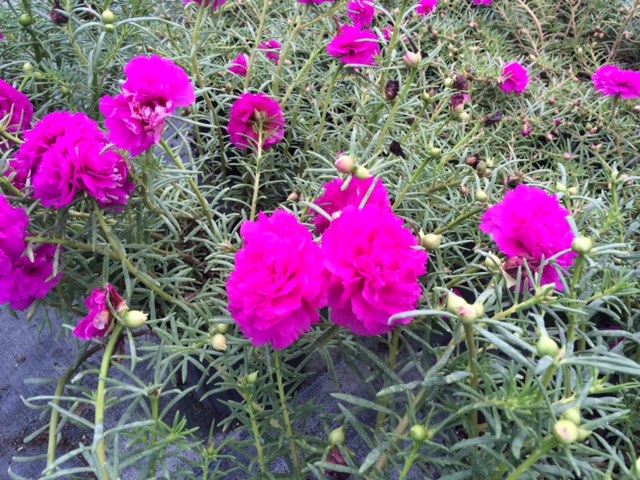 portulaca-grandiflora-double-pink-rose-moss-purslane