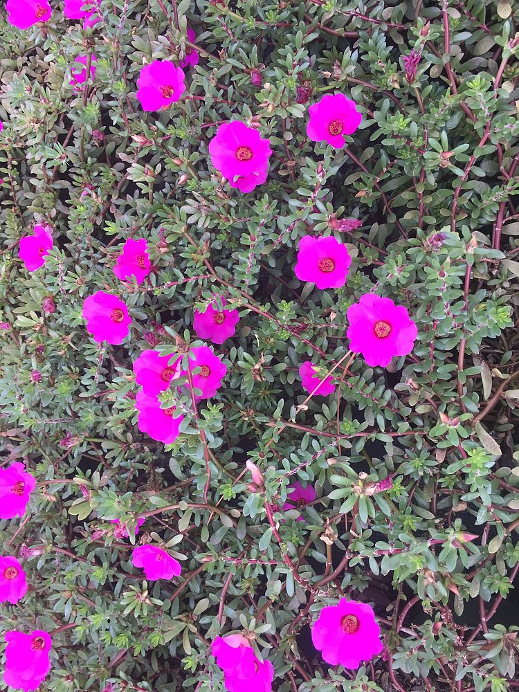 portulaca-grandiflora-electric-day-night-purslane-rose-moss