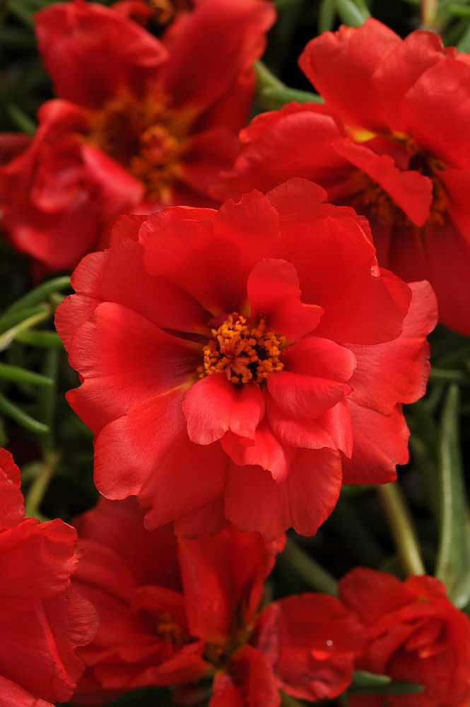 portulaca-grandiflora-happy-hour-deep-red-rose-moss-moss-rose