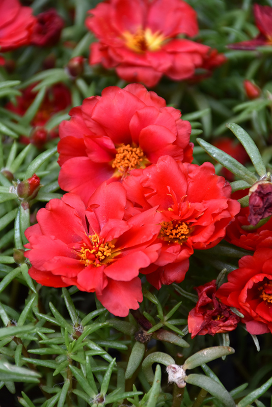 portulaca-grandiflora-happy-hour-deep-red-rose-moss-moss-rose