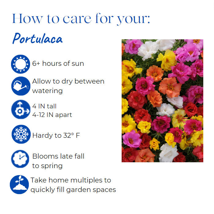 portulaca-grandiflora-happy-hour-fuchsia-rose-moss-moss-rose