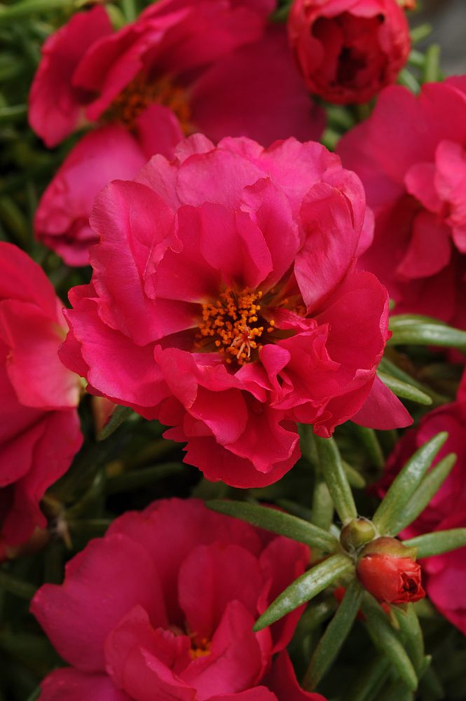 portulaca-grandiflora-happy-hour-fuchsia-rose-moss-moss-rose