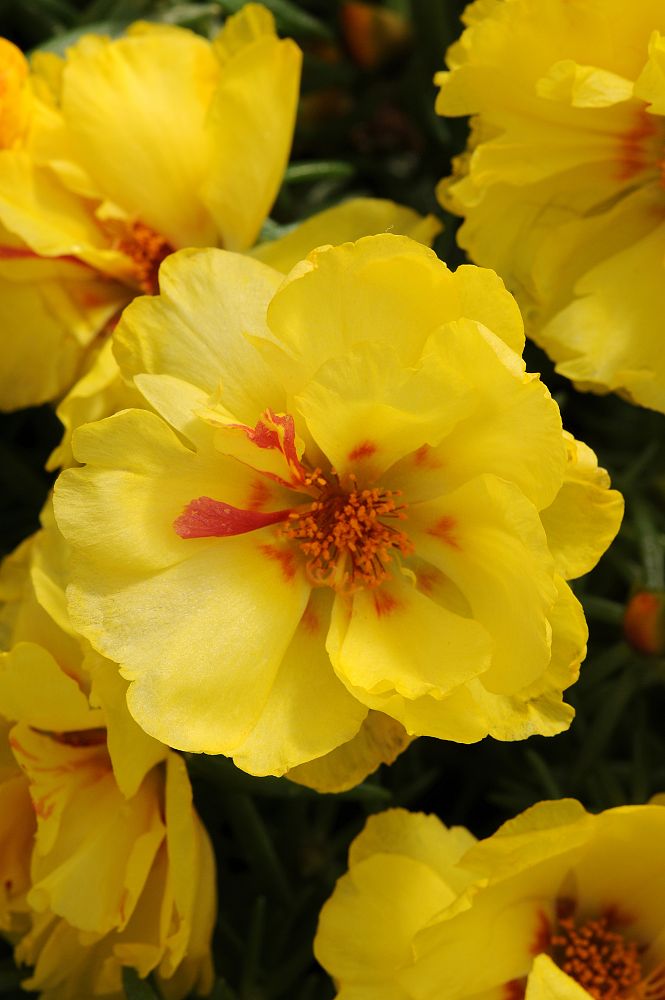 portulaca-grandiflora-happy-hour-lemon-rose-moss-moss-rose