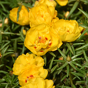 portulaca-grandiflora-happy-hour-lemon-rose-moss-moss-rose