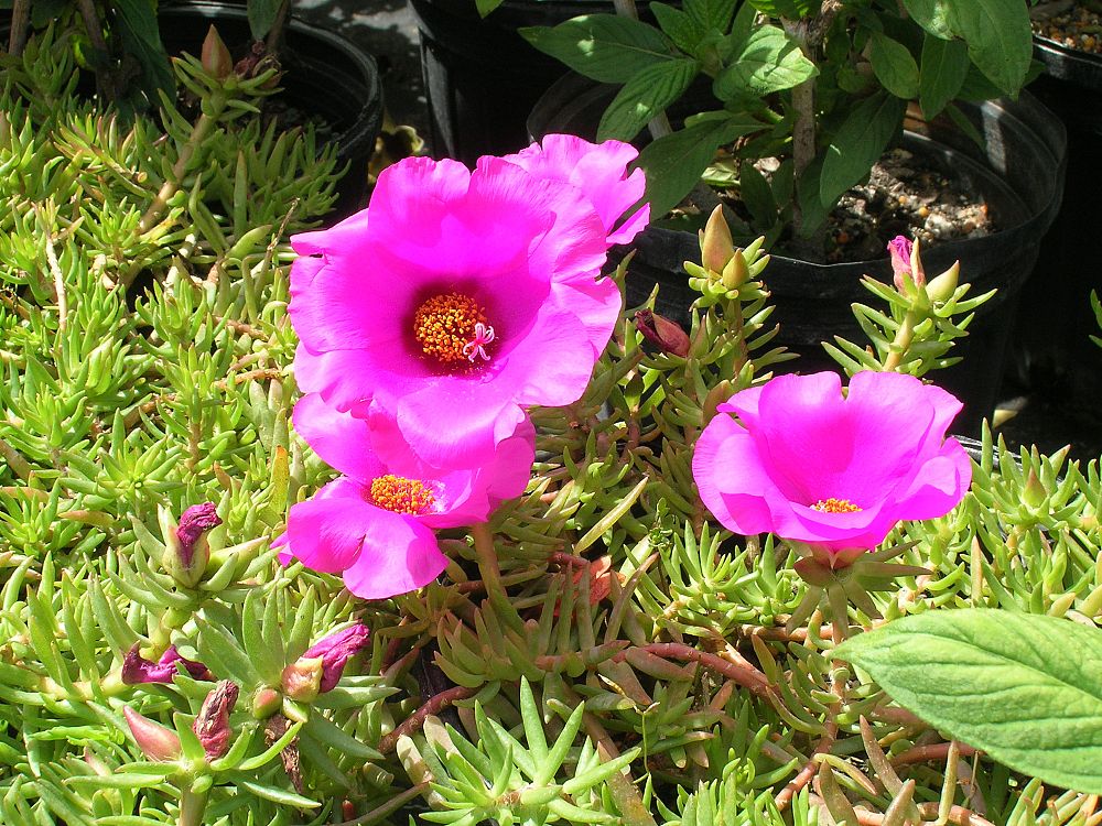 portulaca-grandiflora-rose-moss-purslane