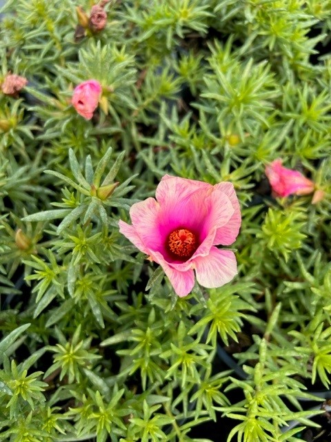 portulaca-grandiflora-samba-bicolor-pink-rose-moss-purslane