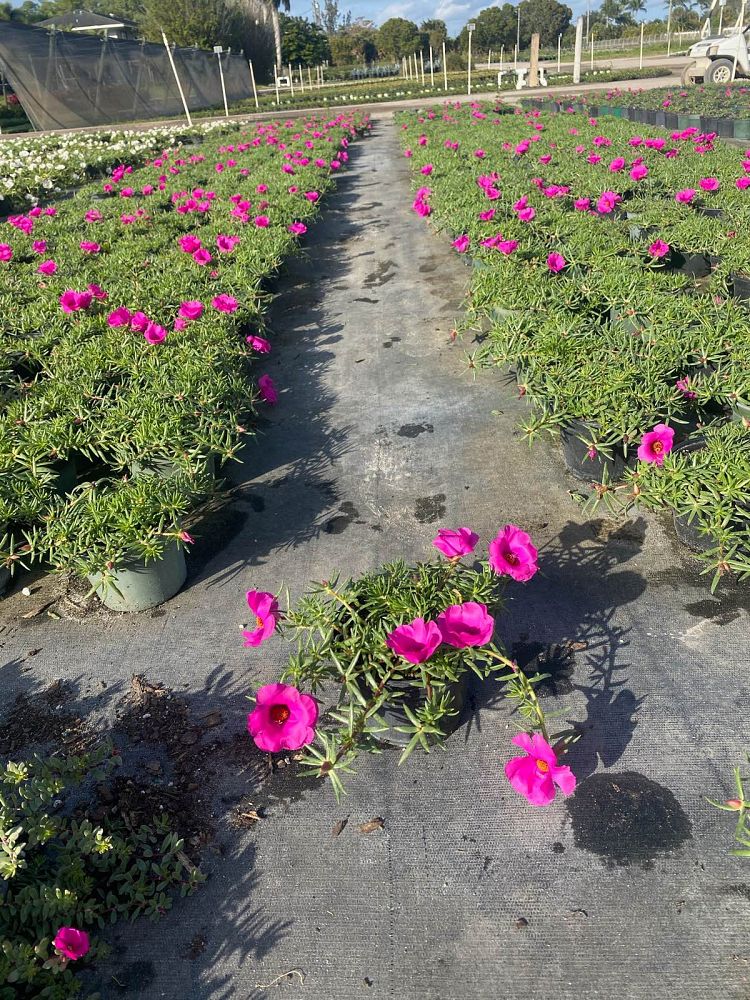 portulaca-grandiflora-samba-purple-rose-moss-purslane