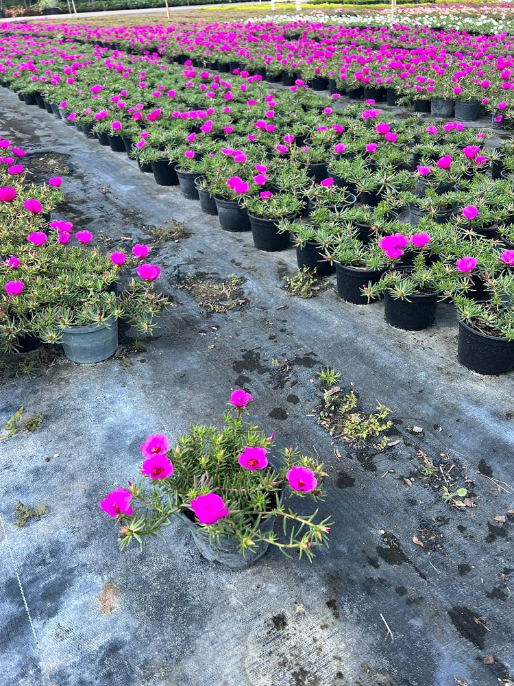 portulaca-grandiflora-samba-purple-rose-moss-purslane