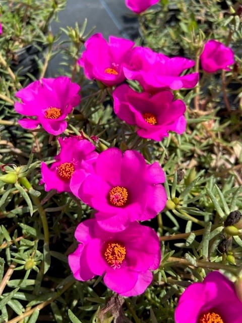portulaca-grandiflora-samba-purple-rose-moss-purslane