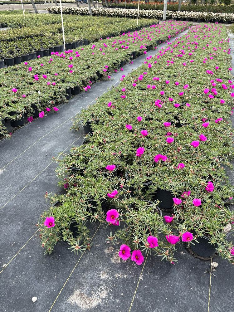 portulaca-grandiflora-samba-purple-rose-moss-purslane