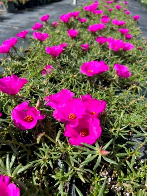 portulaca-grandiflora-samba-rose-moss-purslane