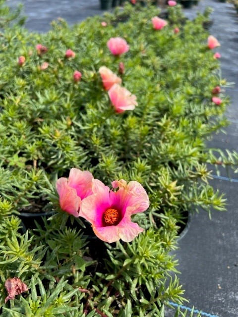 portulaca-grandiflora-samba-rose-moss-purslane