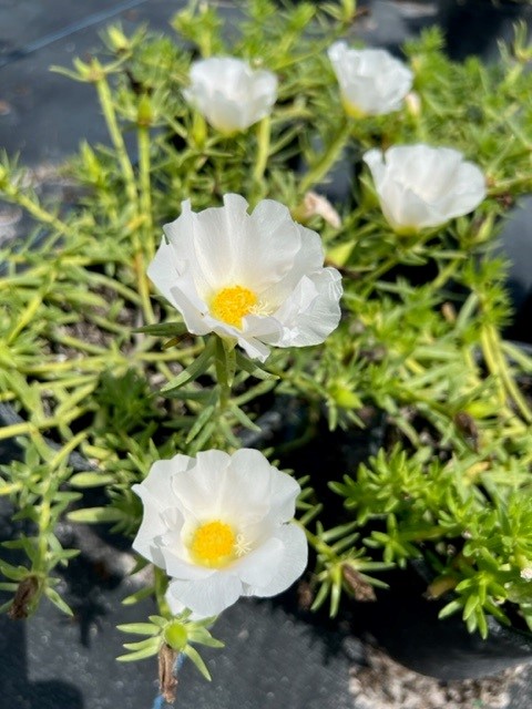 portulaca-grandiflora-samba-white-rose-moss-purslane