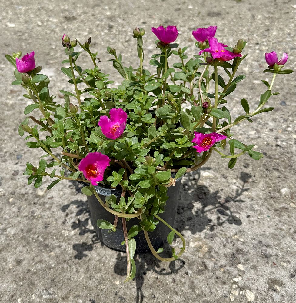 portulaca-hot-pink-purslane-rose-moss