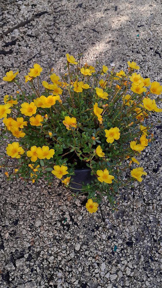 portulaca-hybrids-purslane-rose-moss