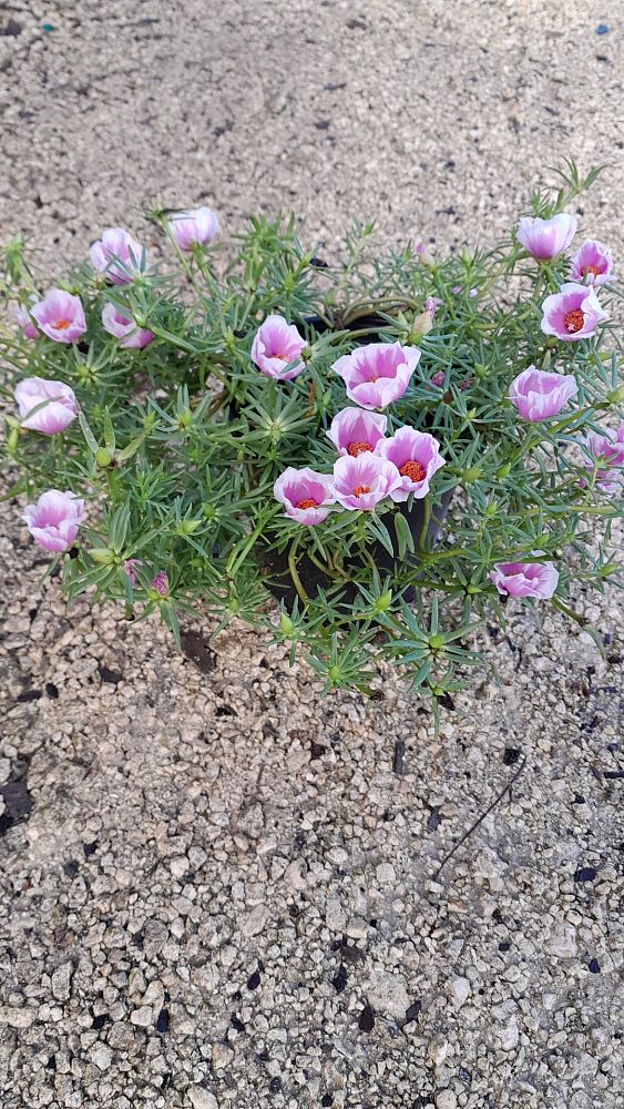 portulaca-hybrids-purslane-rose-moss
