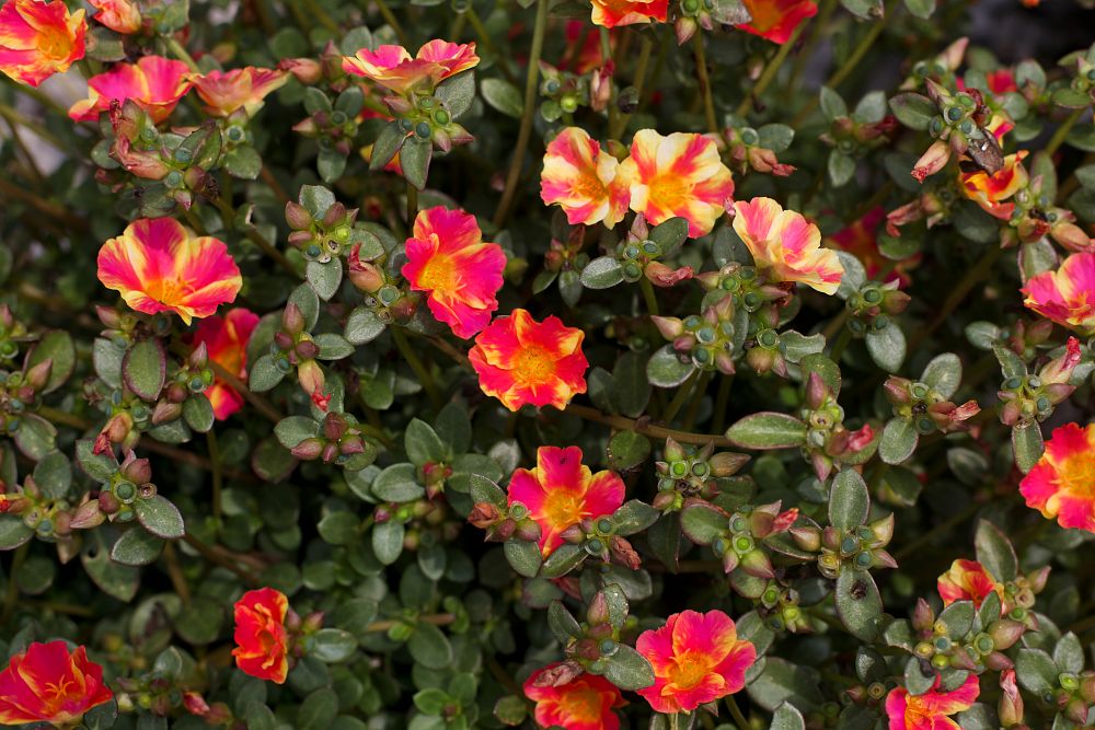 portulaca-oleracea-pazazz-purslane-little-hogweed
