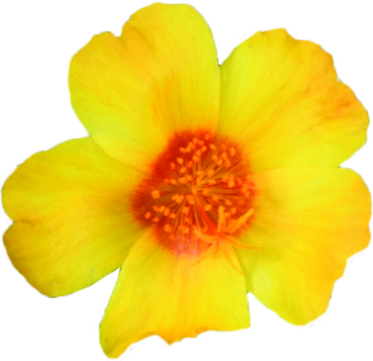 portulaca-oleracea-pazzaz-nano-yellow-purslane-little-hogweed